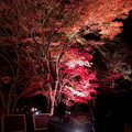 東山動植物園 紅葉ライトアップ 2022 - 12