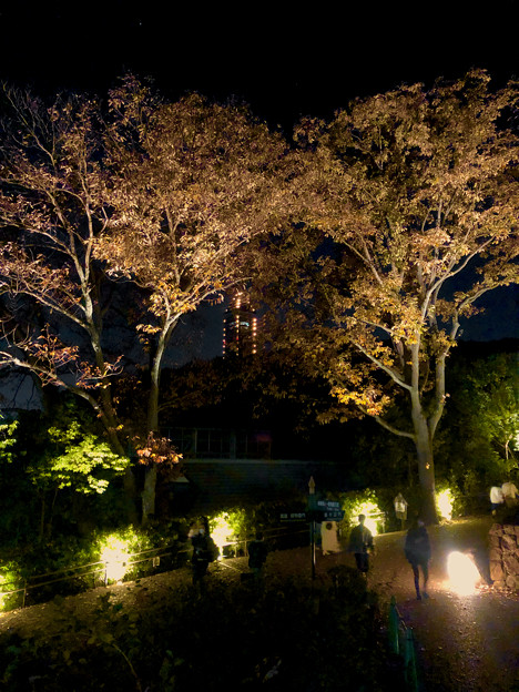 東山動植物園 紅葉ライトアップ 2022 - 13