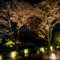 東山動植物園 紅葉ライトアップ 2022 - 13