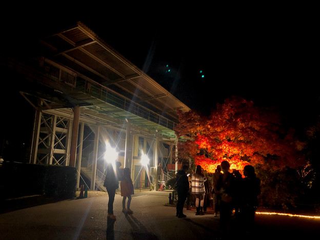 東山動植物園 紅葉ライトアップ 2022 - 17