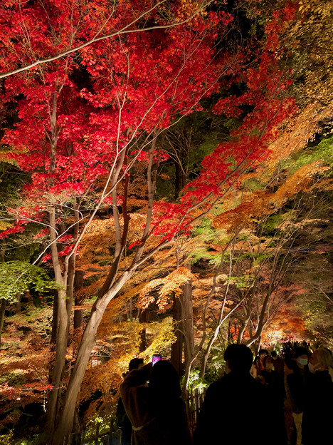 東山動植物園 紅葉ライトアップ 2022 - 19