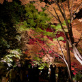 東山動植物園 紅葉ライトアップ 2022 - 15
