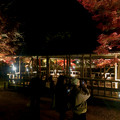 東山動植物園 紅葉ライトアップ 2022 - 23
