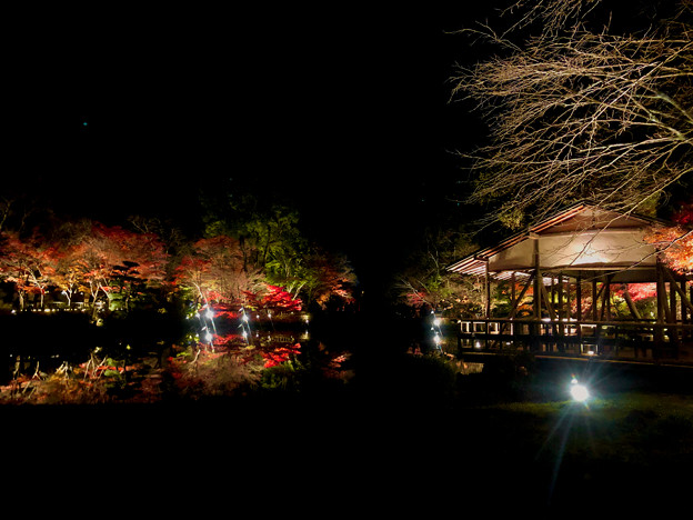 東山動植物園 紅葉ライトアップ 2022 - 24