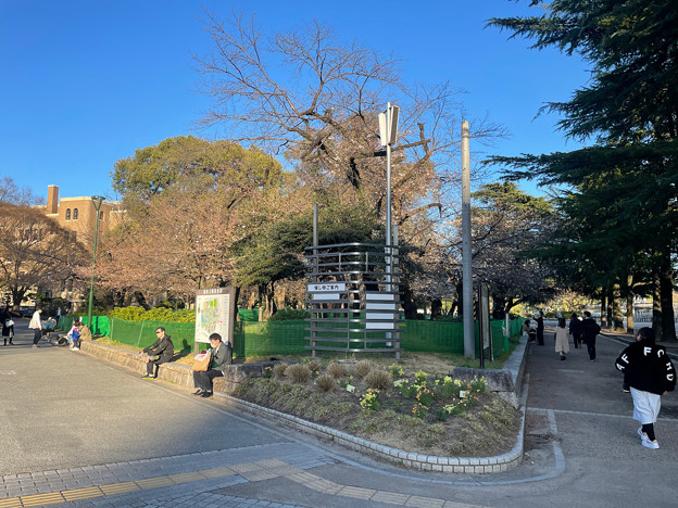 わずかに咲いてた鶴舞公園の桜（2023年3月19日） - 1