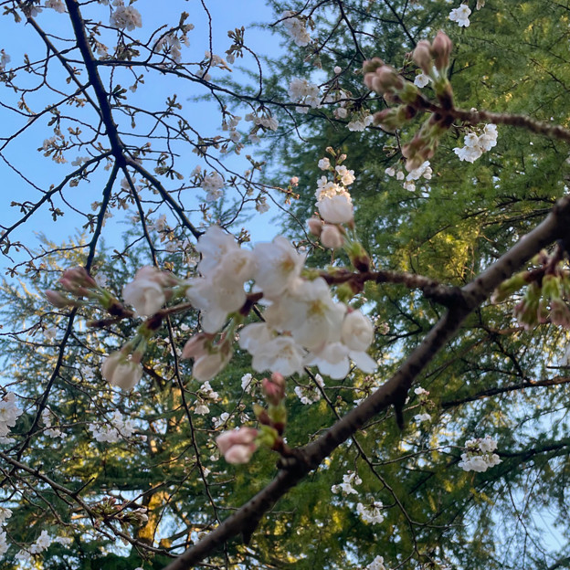 わずかに咲いてた鶴舞公園の桜（2023年3月19日） - 2