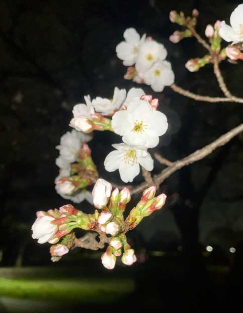 落合公園で今年（2023年）も桜の開花を確認（3月20日）