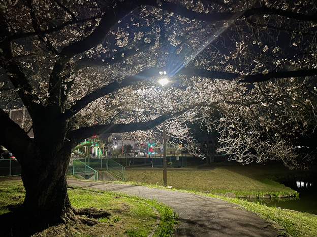 夜桜楽しめるくらいには一部で咲いてた落合公園の桜 - 1（2023年3月22日）