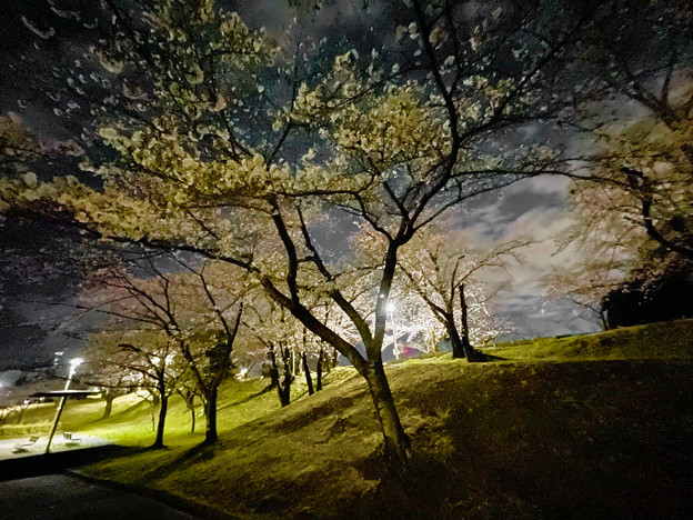 かなり咲いていた落合公園の桜（夜桜ウォーキンク?、2023年3月24日） - 8
