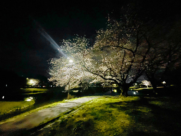 かなり咲いていた落合公園の桜（夜桜ウォーキンク?、2023年3月24日） - 9