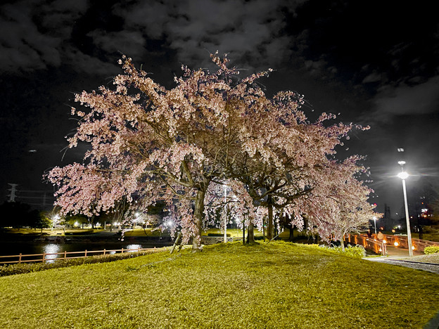 かなり咲いていた落合公園の桜（夜桜ウォーキンク?、2023年3月24日） - 16