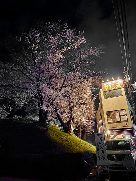 かなり咲いていた落合公園の桜（夜桜ウォーキンク?、2023年3月24日） - 17