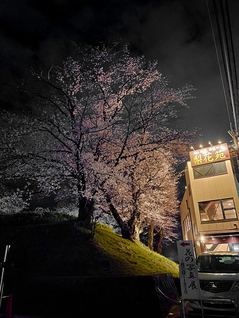 かなり咲いていた落合公園の桜（夜桜ウォーキンク?、2023年3月24日） - 18