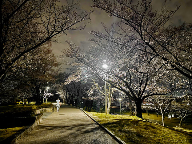かなり咲いていた落合公園の桜（夜桜ウォーキンク?、2023年3月24日） - 13