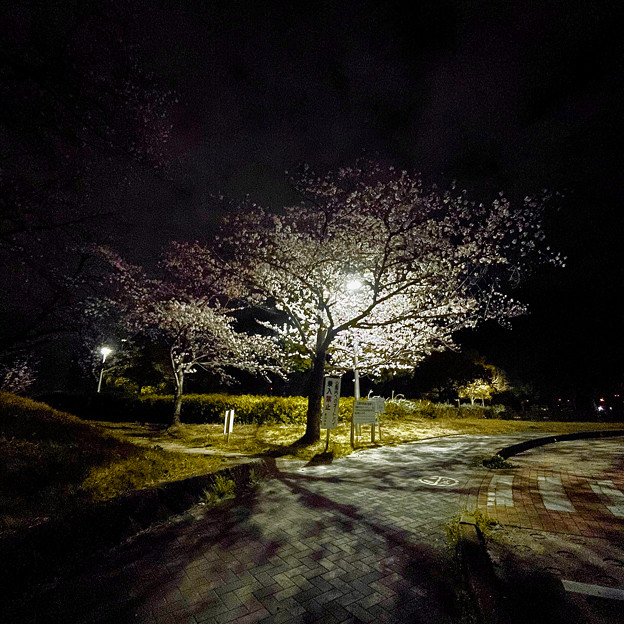 かなり咲いていた落合公園の桜（夜桜ウォーキンク?、2023年3月24日） - 20
