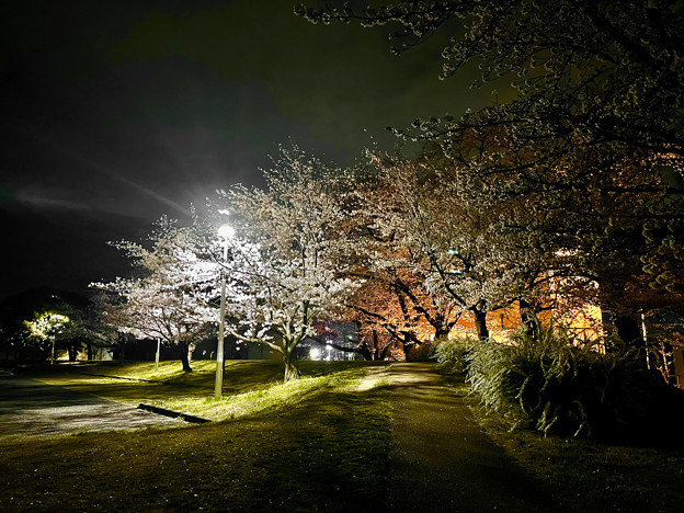 かなり咲いていた落合公園の桜（夜桜ウォーキンク?、2023年3月24日） - 21
