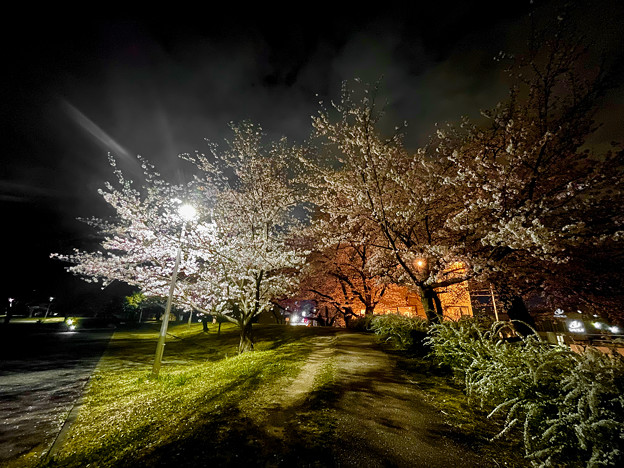 かなり咲いていた落合公園の桜（夜桜ウォーキンク?、2023年3月24日） - 23