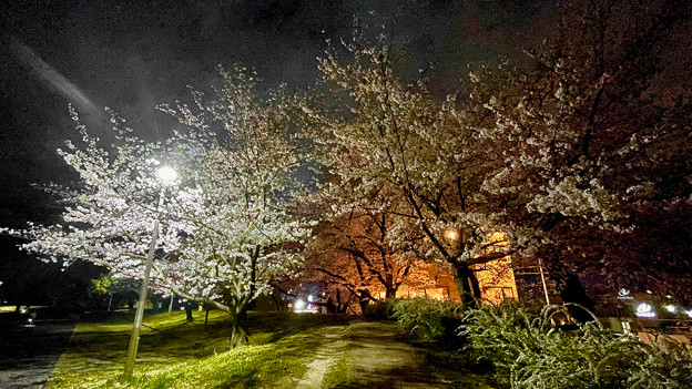 かなり咲いていた落合公園の桜（夜桜ウォーキンク?、2023年3月24日） - 24