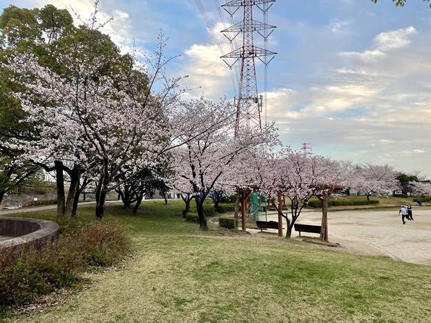 満開だった落合公園の桜（2023年3月27日） - 1