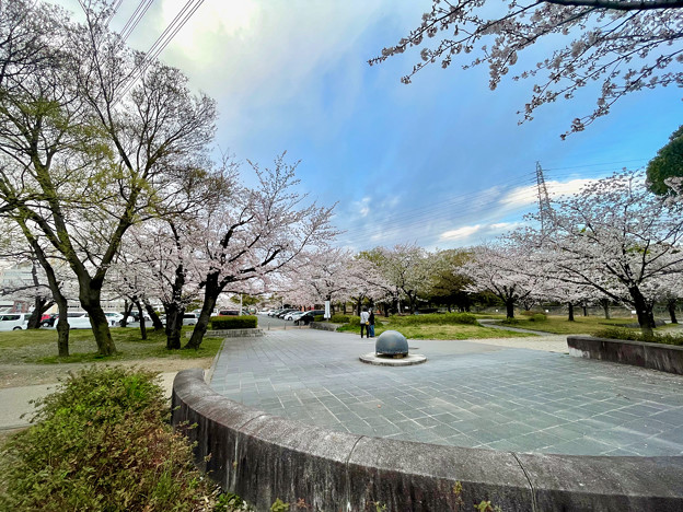 満開だった落合公園の桜（2023年3月27日） - 2
