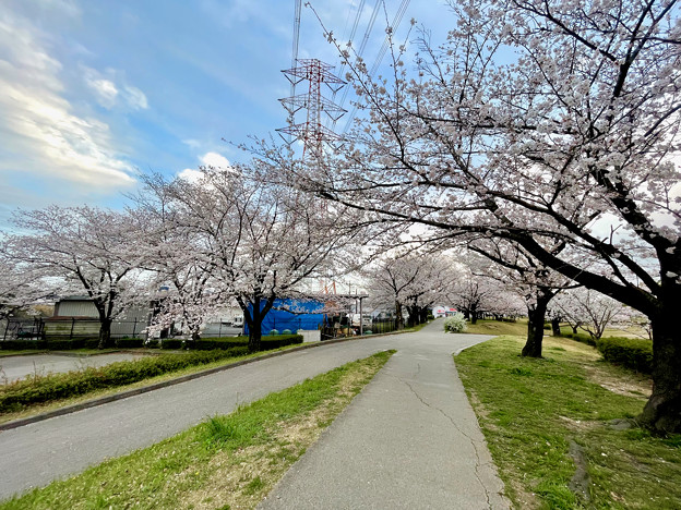 満開だった落合公園の桜（2023年3月27日） - 3