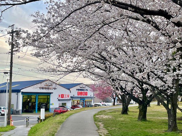 満開だった落合公園の桜（2023年3月27日） - 5