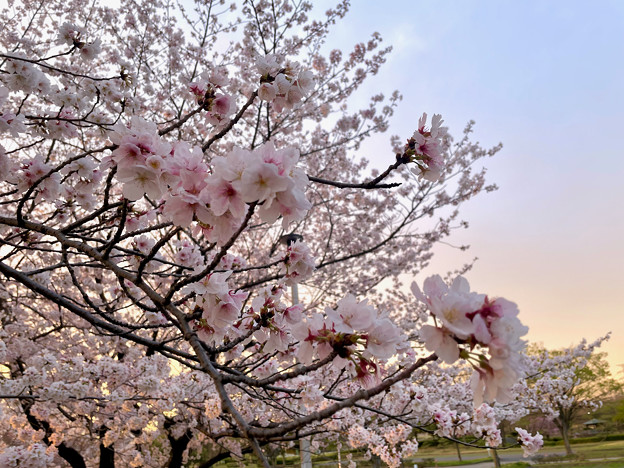満開だった落合公園の桜（2023年3月27日） - 6