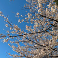 満開の八田川沿いの桜（2023年3月28日） - 22
