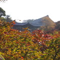 紅葉の東福寺と園光寺