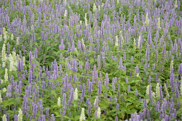 紫と白の花畑