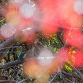 Photos: カワセミと紅葉