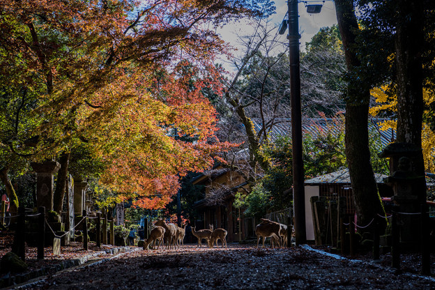 Photos: 奈良の秋
