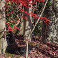 Photos: 黒猫の紅葉狩り