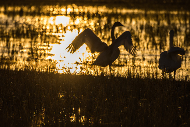 Photos: 白鳥と夕陽　３
