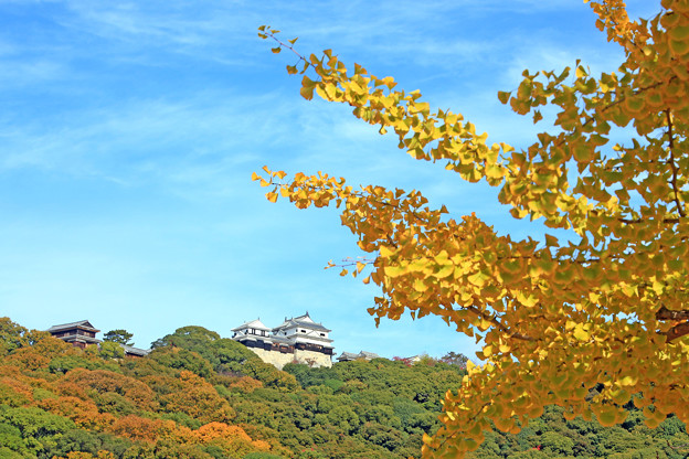 城山公園から見る「松山城」