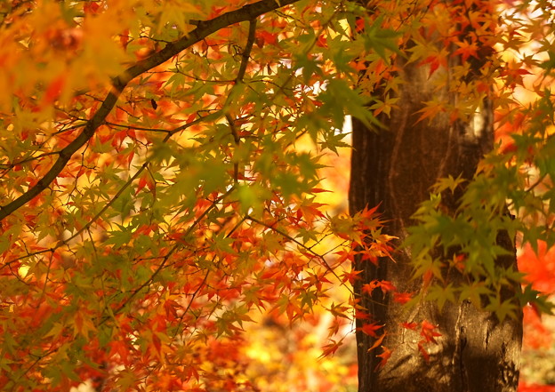 Photos: 秋を楽しむ