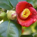 Photos: やぶ椿の赤い花