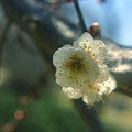 Photos: 白梅の花
