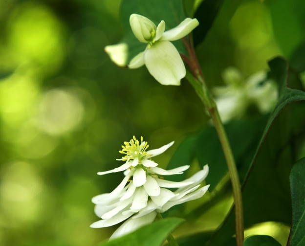 八重咲きのドクダミの花