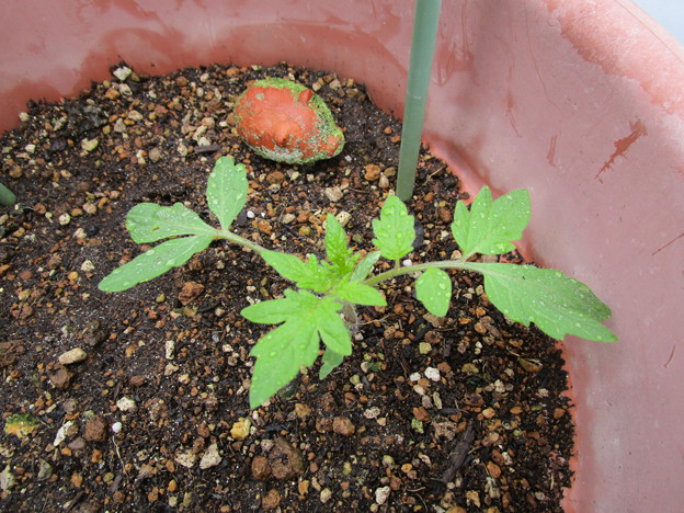 トマトの芽