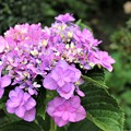Photos: 遅咲きの紫陽花