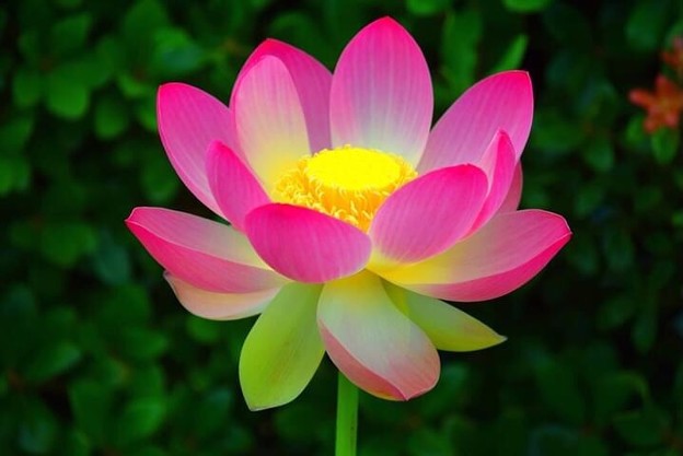 源平池の大賀蓮 #鎌倉 #湘南 #kamakura #shrine #神社 #花 #flower #大賀蓮 #lotus