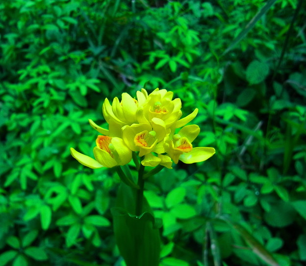 Photos: 雑木林の春、金蘭の花