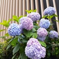 Photos: 紫陽花 (1)