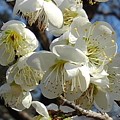 Photos: 梅の花（3月7日）