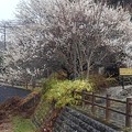 Photos: 水車小屋と梅（3月21日）