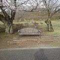 桜のベンチ（3月27日）