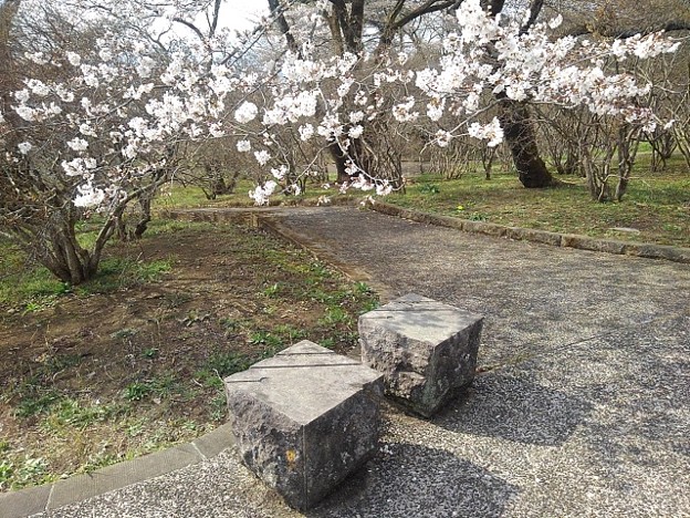 Photos: 長峰公園の桜と石のベンチ（3月27日）