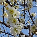 Photos: 梅の花と空（3月7日）