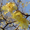 Photos: ロウバイの花（3月7日）